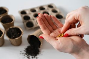 Poradnik dla kolekcjonerów: Jak prawidłowo przechowywać nasiona konopi